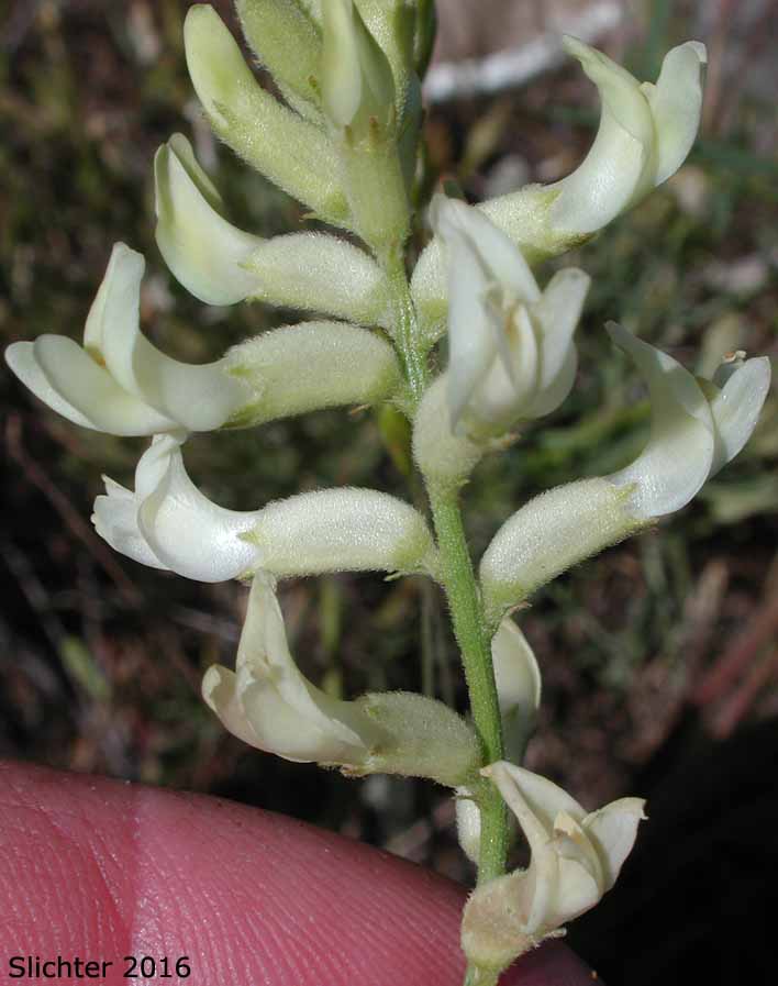 Flowers of Tweedy's Milkvetch, Tweedy's Milk-vetch: Astragalus tweedyi