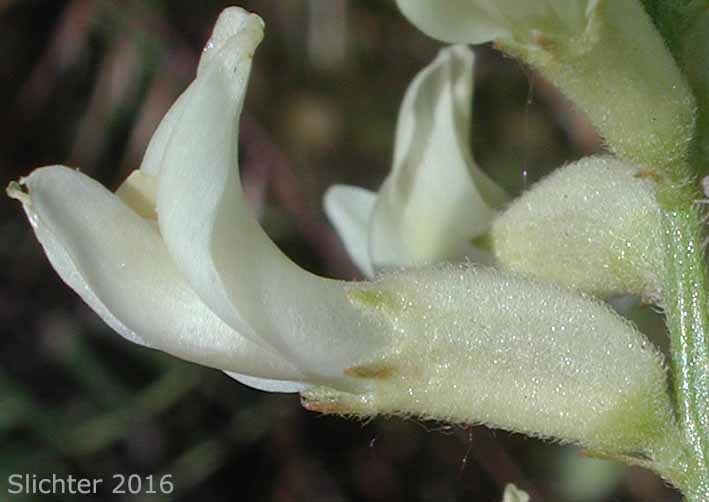 Flower of Tweedy's Milkvetch, Tweedy's Milk-vetch: Astragalus tweedyi