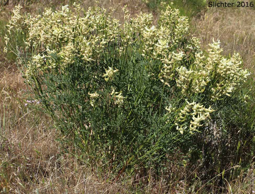 Tweedy's Milkvetch, Tweedy's Milk-vetch: Astragalus tweedyi