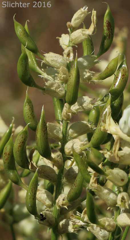 Fruits of Tweedy's Milkvetch, Tweedy's Milk-vetch: Astragalus tweedyi