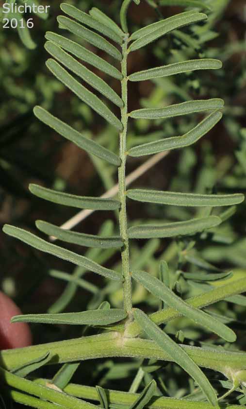 Leaf of Tweedy's Milkvetch, Tweedy's Milk-vetch: Astragalus tweedyi
