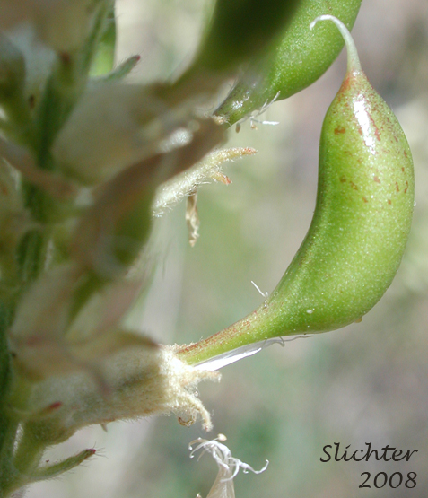 Pod of Tweedy's Milkvetch, Tweedy's Milk-vetch: Astragalus tweedyi