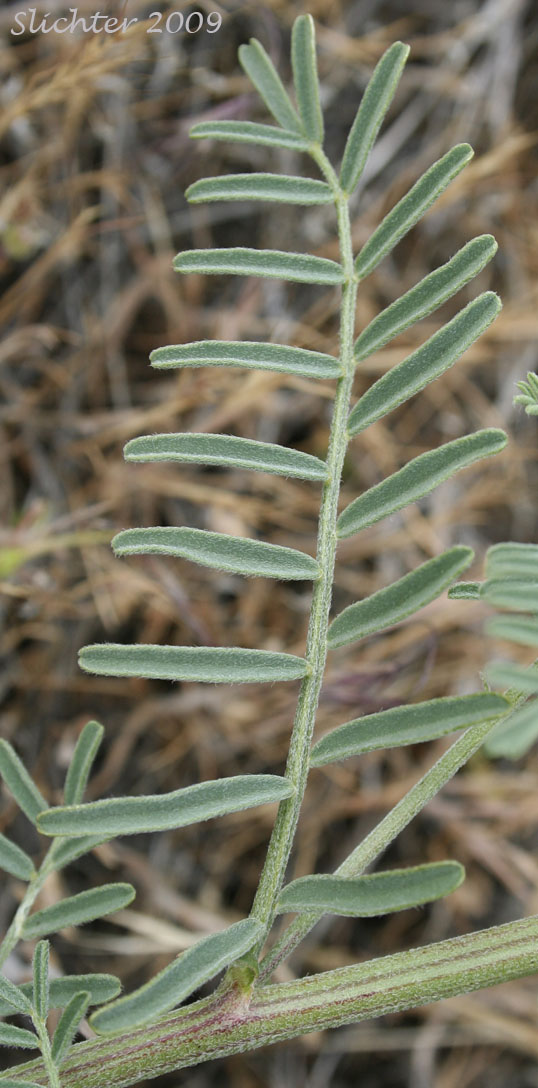 Pinnately compound leaf of Tweedy's Milkvetch, Tweedy's Milk-vetch: Astragalus tweedyi