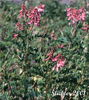 Western Sweet-vetch: Hedysarum occidentale (Synonyms: Hedysarum occidentale var. occidentale, Hedysarum uintahense)