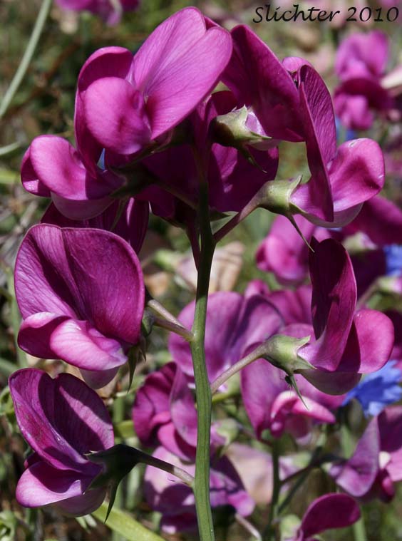 Flowers of Everlasting Pea, Everlasting-pea, Perennial Peavine: Lathyrus latifolius (Synonym: Lathyrus latifolius var. splendens)