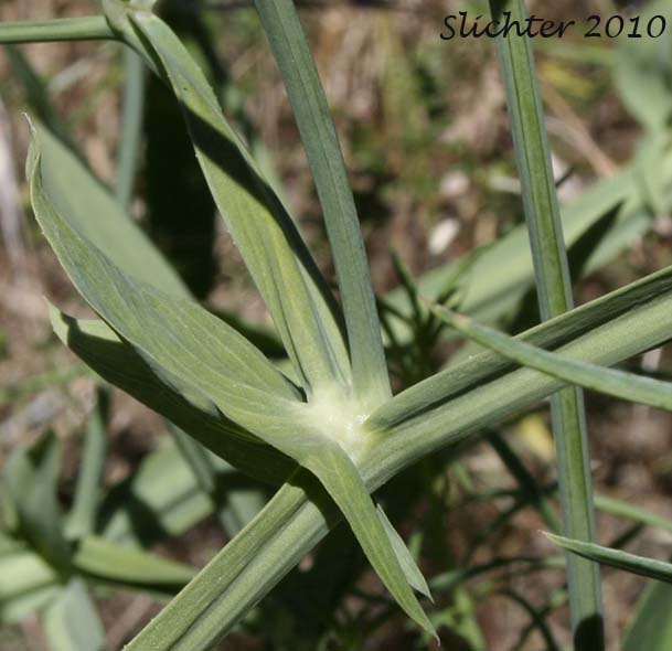 Winged stems and stipules of Everlasting Pea, Everlasting-pea, Perennial Peavine: Lathyrus latifolius (Synonym: Lathyrus latifolius var. splendens)