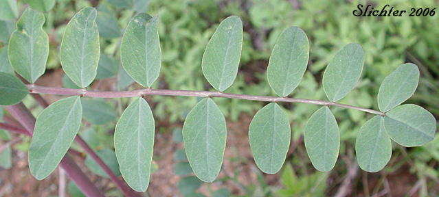 Stem leaves of Big Deervetch, Thick-leaf Deervetch: Hosackia crassifolia var. crassifolia (Synonym: Lotus crassifolius var. crassifolius)