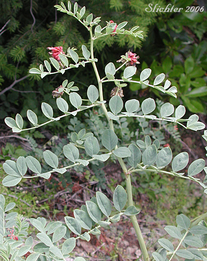 Big Deervetch, Thick-leaf Deervetch: Hosackia crassifolia var. crassifolia (Synonym: Lotus crassifolius var. crassifolius)