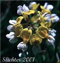 Inflorescence of Meadow Bird's-foot Trefoil, Meadow Deervetch: Lotus pinnatus (Synonyms: Hosackia pinnata, Lotus bicolor)