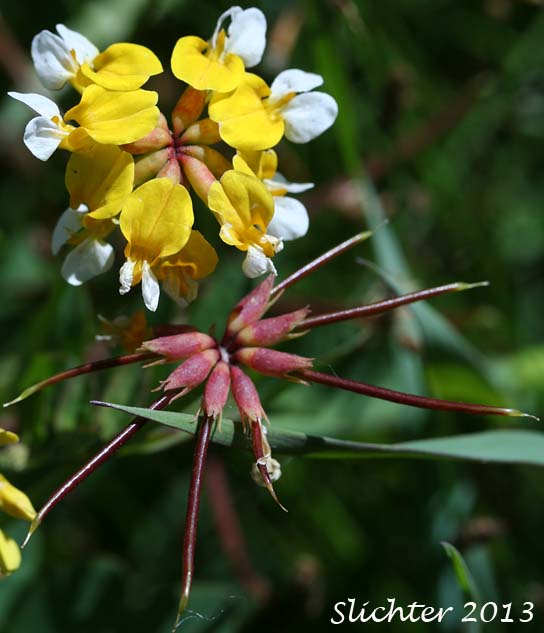 Flowers and developing fruits of Bog Deervetch, Meadow Bird's-foot Trefoil, Meadow Deervetch: Lotus pinnatus (Synonyms: Hosackia pinnata, Lotus bicolor)