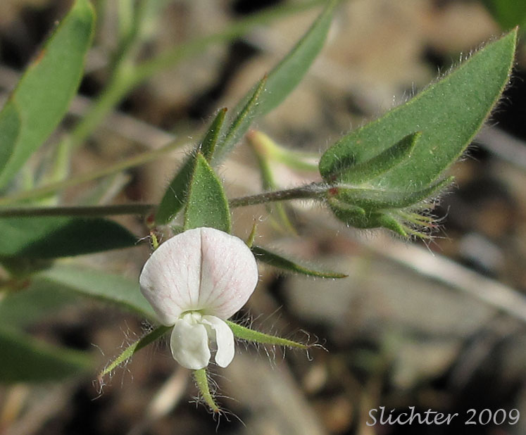 Spanish-clover: Lotus unifoliatus ssp. unifoliatus (L. purshiana)