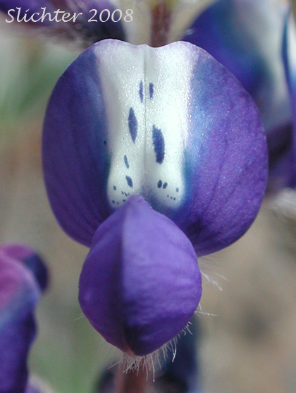 Banner of Bicolored Lupine, Two-color Lupine, Miniature Lupine: Lupinus bicolor (Synonym: Lupinus bicolor ssp. bicolor, Lupinus nanus, Lupinus bicolor var. bicolor, Lupinus bicolor var. microphyllus, Lupinus bicolor ssp. microphyllus, Lupinus bicolor var. tridentatus, Lupinus bicolor ssp. tridentatus, Lupinus nanus var. apricus, Lupinus vallicola ssp. apricus, Lupinus vallicola)