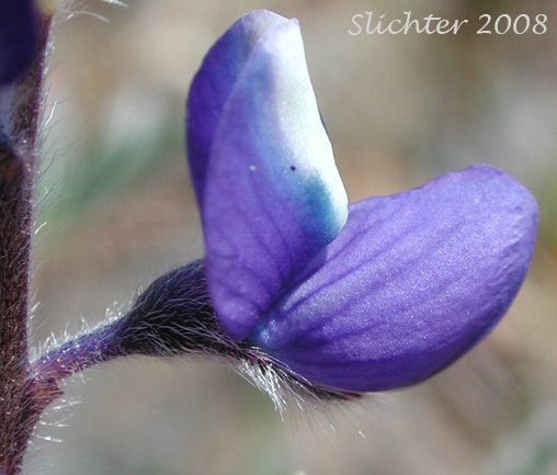 Sideview of flower of Bicolored Lupine, Two-color Lupine, Miniature Lupine: Lupinus bicolor (Synonym: Lupinus bicolor ssp. bicolor, Lupinus nanus, Lupinus bicolor var. bicolor, Lupinus bicolor var. microphyllus, Lupinus bicolor ssp. microphyllus, Lupinus bicolor var. tridentatus, Lupinus bicolor ssp. tridentatus, Lupinus nanus var. apricus, Lupinus vallicola ssp. apricus, Lupinus vallicola)