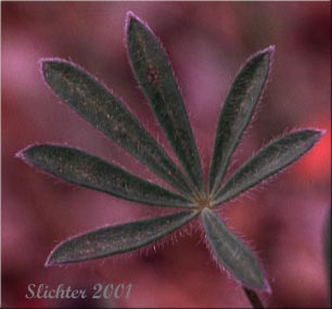 Palmately compound leaf of Bicolored Lupine, Miniature Lupine, Two-color Lupine: Lupinus bicolor ssp. bicolor (Synonyms: Lupinus bicolor ssp. bicolor, Lupinus bicolor var. bicolor, Lupinus bicolor ssp. microphyllus, Lupinus bicolor var. microphyllus, Lupinus bicolor ssp. tridentatus, Lupinus bicolor var. tridentatus, Lupinus nanus var. apricus, Lupinus vallicola ssp. apricus)