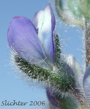 Flower of Small-flowered Lupine: Lupinus micranthus