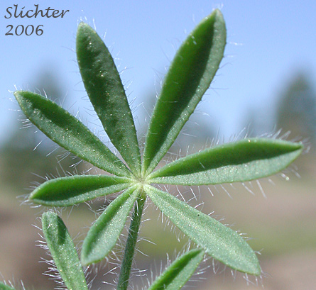 Palmately compound leaf of Small-flowered Lupine: Lupinus micranthus