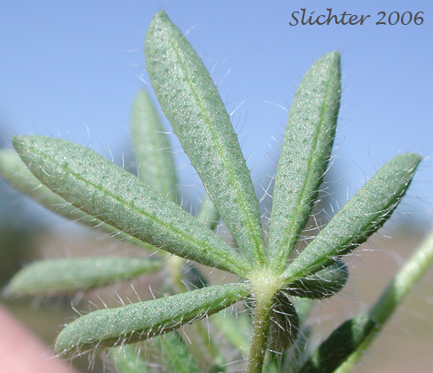 Lower leaf surface of Small-flowered Lupine: Lupinus micranthus
