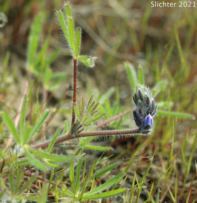 Small-flowered Lupine: Lupinus micranthus