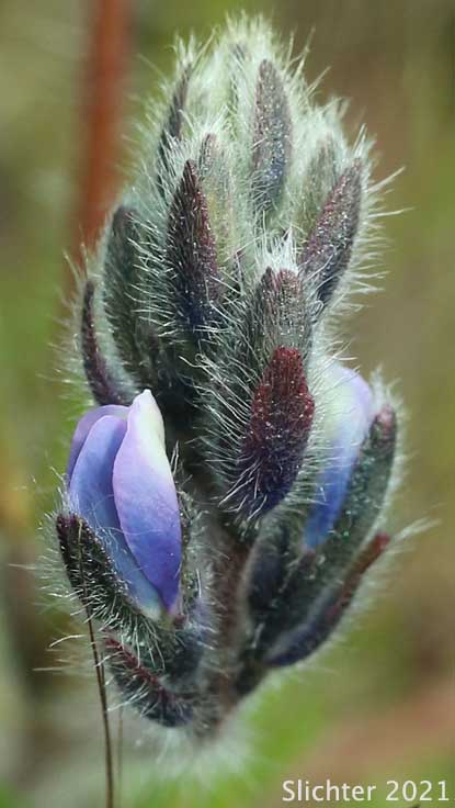 Raceme of Small-flowered Lupine: Lupinus micranthus