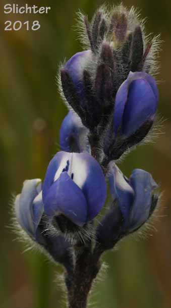 Inflorescence of Small-flowered Lupine: Lupinus micranthus