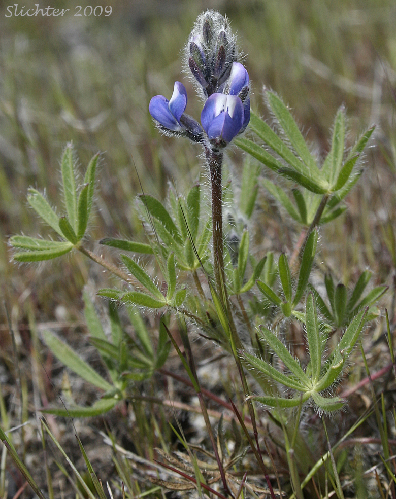 Small-flowered lupine: Lupinus micranthus