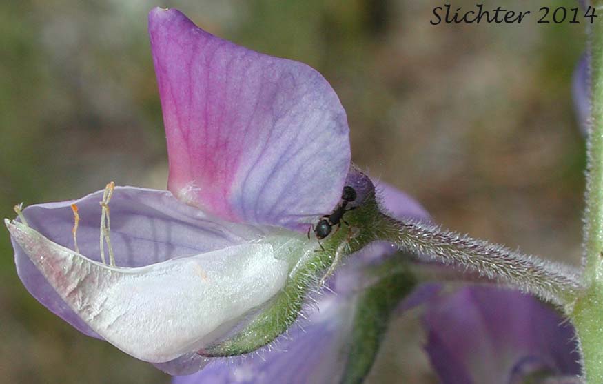 Flower of Wyeth's Lupine, Biddle's Lupine: Lupinus wyethii (Synonyms: Lupinus biddlei, Lupinus wyethii ssp. wyethii)
