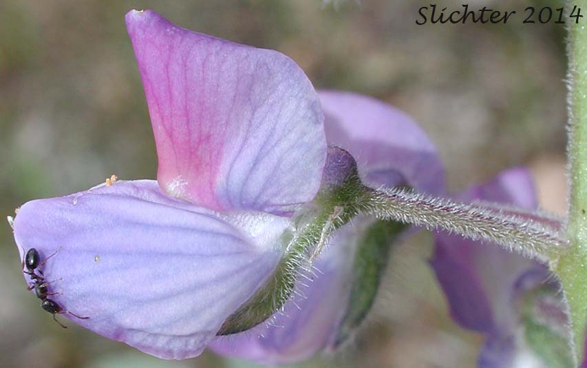 Flower of Wyeth's Lupine, Biddle's Lupine: Lupinus wyethii (Synonyms: Lupinus biddlei, Lupinus wyethii ssp. wyethii)