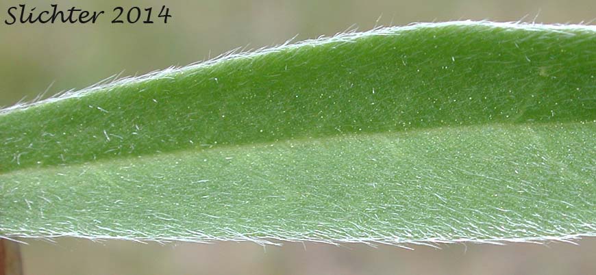 Upper leaf surface of Wyeth's Lupine, Biddle's Lupine: Lupinus wyethii (Synonyms: Lupinus biddlei, Lupinus wyethii ssp. wyethii)