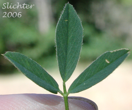 Stem leaf of Alfalfa, Lucerne: Medicago sativa (Synonyms: Medicago sativa ssp. falcata, Medicago sativa ssp. sativa, Medicago sativa ssp. varia, Medicago x varia)