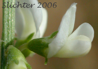 Flower of White Melilot, White Sweetclover, White Sweet-clover: Melilotus albus (Synonyms: Melilotus alba, Melilotus albus var. annuus, Melilotus officinalis var. alba)