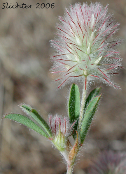 Inflorescence and trifoliate stem leaves of Hare's Foot, Rabbitfoot Clover, Rabbit-foot Clover: Trifolium arvense