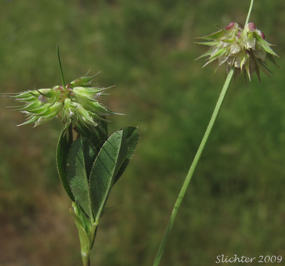 Foothill Clover, Tree Clover: Trifolium ciliolatum
