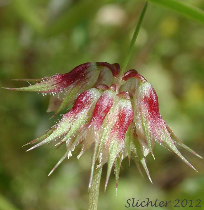 Flower head of Foothill Clover, Tree Clover: Trifolium ciliolatum