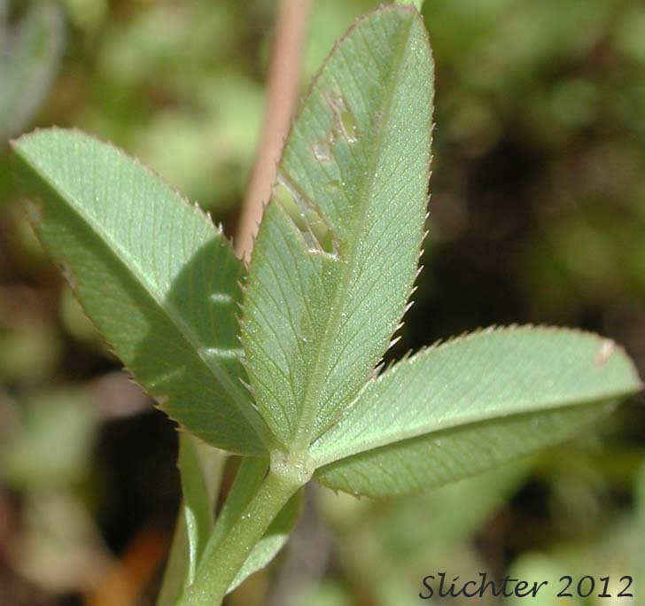 Stem leaf of Foothill Clover, Tree Clover: Trifolium ciliolatum