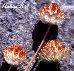 Involucres of Bowl Clover, Cup Clover, Wide-collared Clover: Trifolium cyathiferum