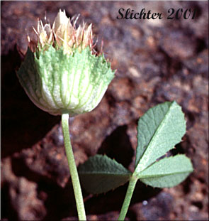 Involucre and leaf of Bowl Clover, Cup Clover, Wide-collared Clover: Trifolium cyathiferum