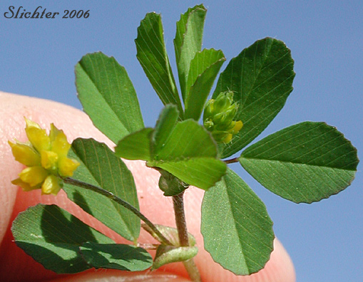 Inflorescence and upper stem leaves of Least Hop Clover, Suckling Clover: Trifolium dubium