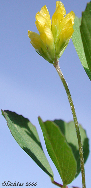 Inflorescence and upper stem leaves of Least Hop Clover, Suckling Clover: Trifolium dubium