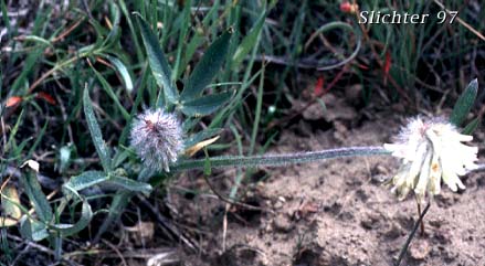 Woolly-head Clover: Trifolium eriocephalum ssp. eriocephalum (Synonym: Trifolium butleri, Trifolium eriocephalum var. eriocephalum)