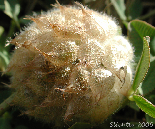 Close-up of a developing seed head of Strawberry Clover: Trifolium fragiferum (Synonym: Trifolium fragiferum ssp. bonannii)