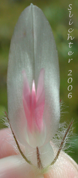 Close-up frontal view of a flower of Big-head Clover, Big-headed Clover, Large-head Clover: Trifolium macrocephalum (Synonyms: Lupinaster macrocephalus, Trifolium macrocephalum var. caeruleomontanum)