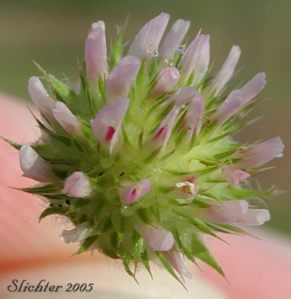 Small-head Clover: Trifolium microcephalum