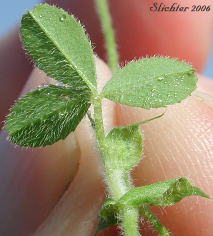 Stem leaf of Small-head Clover: Trifolium microcephalum