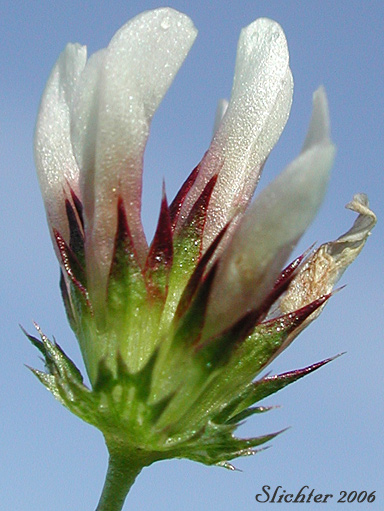 Calyx and inflorescence of Few-flowered Clover, Sand Clover: Trifolium oliganthum (Synonyms: Trifolium pauciflorum, Trifolium variegatum var. pauciflorum)