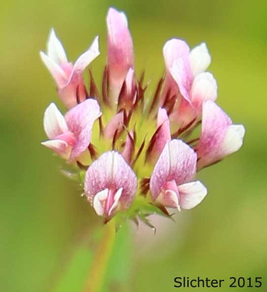 Few-flowered Clover, Sand Clover: Trifolium oliganthum (Synonyms: Trifolium pauciflorum, Trifolium variegatum var. pauciflorum)