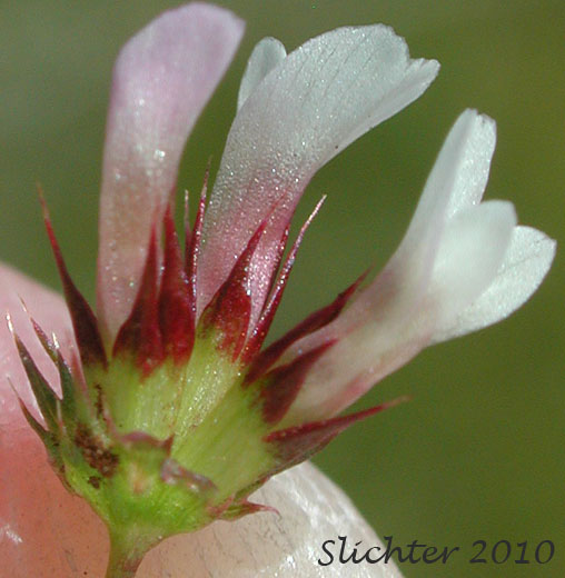 Inflorescence of Few-flowered Clover, Sand Clover: Trifolium oliganthum (Synonyms: Trifolium pauciflorum, Trifolium variegatum var. pauciflorum)