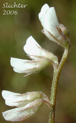 Close-up of the inflorescence of Hairy Vetch, Tiny Vetch: Vicia hirsuta