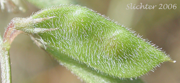 Hairy pod of Hairy Vetch, Tiny Vetch: Vicia hirsuta