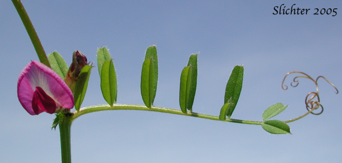 Axillary flower and stem leaf of Common Vetch, Garden Vetch, Smaller Common Vetch, Tare: Vicia sativa Vicia sativa var. sativa (Synonyms: Vicia sativa ssp. sativa, Vicia sativa var. linearis)