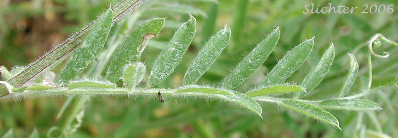 Pinnately compound leaf of Annual Cow Vetch, Fodder Vetch, Hairy Vetch, Winter Vetch: Vicia villosa  (Synonym: Vicia villosa ssp. villosa)